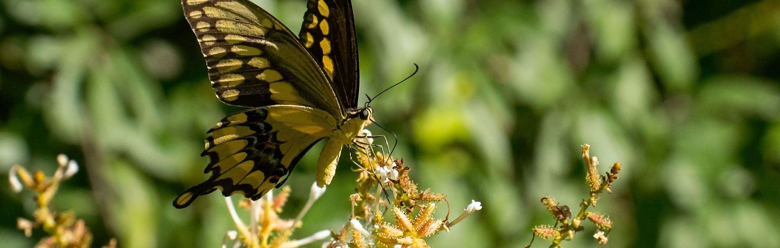 A butterfly on wildflowers in Mission, Texas.