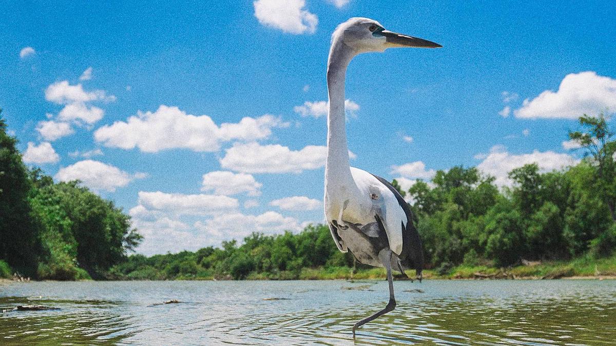 A great blue heron standing in shallow water at the river's edge.